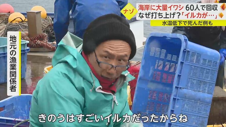 「エサ追っかけるからね。それで（イワシが）浮いちゃうでしょ」