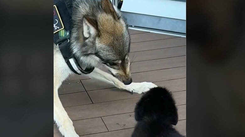 オオカミの血を引くこともあり、迫力満点