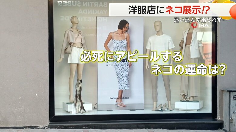 トルコの洋服店のショーウィンドウに迷い込み、必死のひっかきアピールするネコ