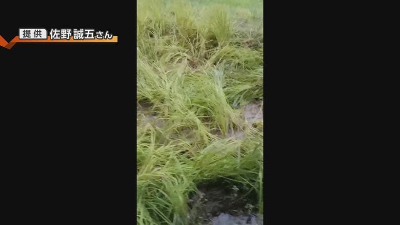 野生動物による被害