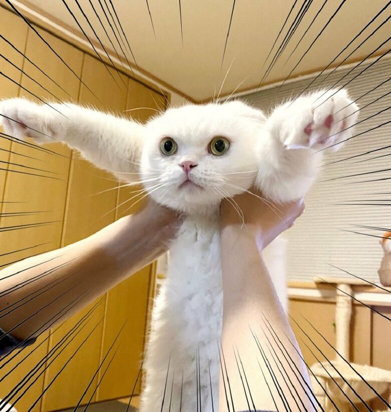 持ち上げられてスーンとした顔