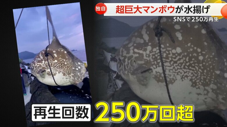 たった1日で250万回以上再生されるなど、大きな話題を呼んでいるSNSに投稿された映像