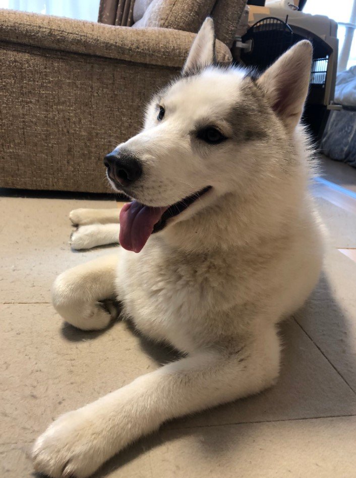 提供：斑柄兄妹（銀太と緋那子）さん