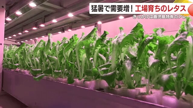 「工場育ち」のフリルレタス