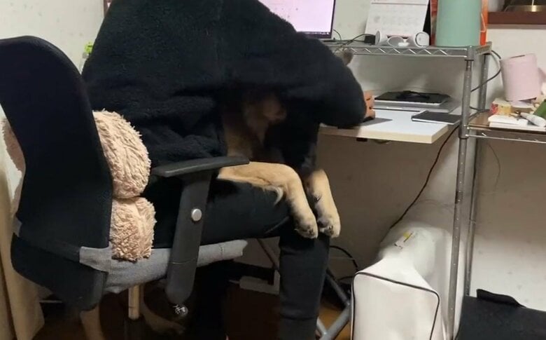 静かにゆっくりと膝の上へ（提供：Tobi and Bobiシェパード兄弟犬さん）