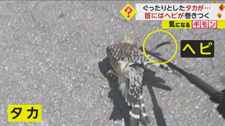タカのすぐそばにヘビの頭が見える（Alachua County Sheriff）