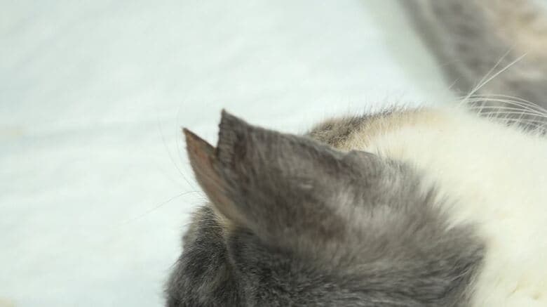 "耳カット"