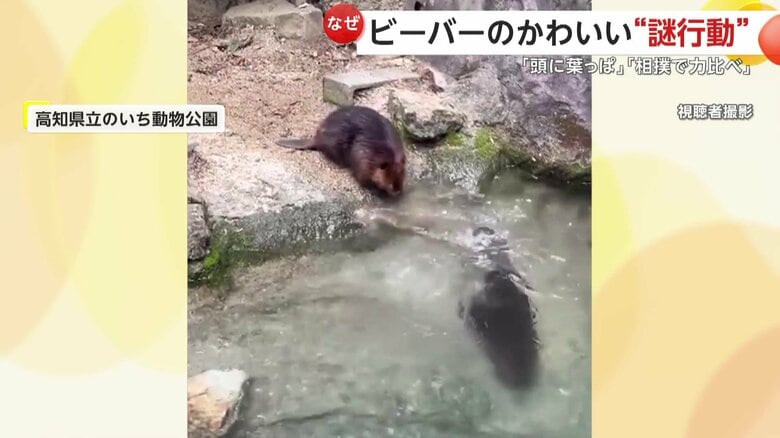相手をじりじりとプールの方へ追いやると、見事押し出しで勝利した奥のビーバー