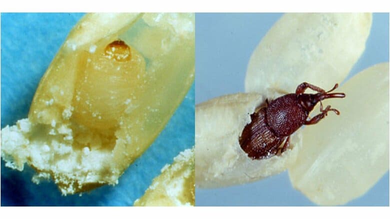 米の中に潜むコクゾウムシの幼虫（左）と成虫（右）（画像提供：国立研究開発法人農業・食品産業技術総合研究機構）