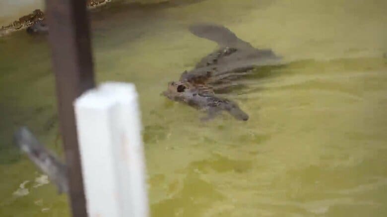 画像提供：甲府市遊亀公園附属動物園