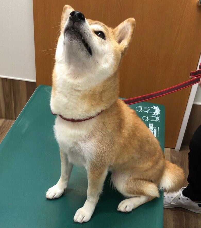 診察台に来ると、覚悟したような表情になることも