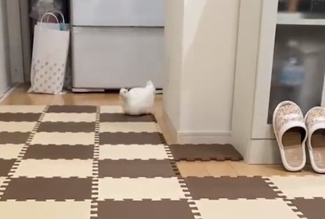 よく見ると焦りすぎて転んでいた…