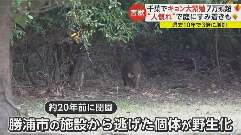 約20年前に閉園した勝浦市の施設から逃げ出した個体が野生化