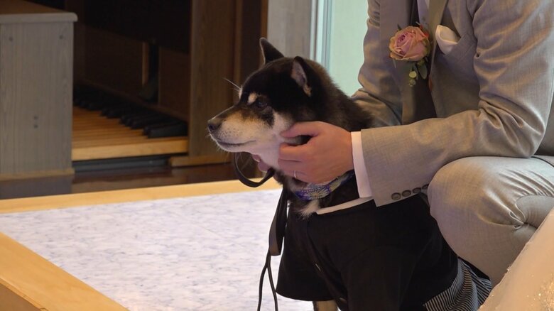 新郎側の柴犬「との」
