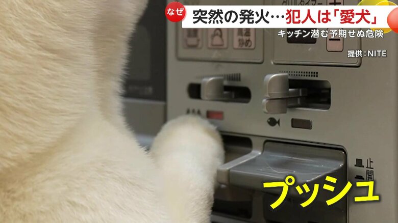 前足でスイッチを入れてしまう犬