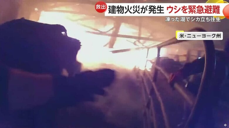 納屋に閉じ込められていた飼育されていたウシたち