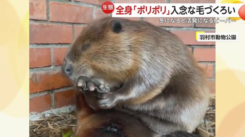 ついでに顔もポリポリとかいていたビーバー