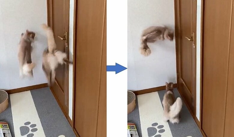 壁を走るかのような激しい動きの2匹