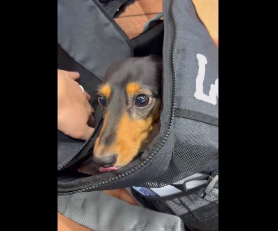 「お出かけバッグ」からひょっこり