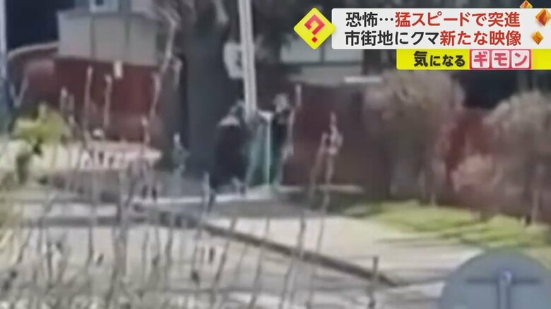 クマが人に向かって突進する瞬間の映像④