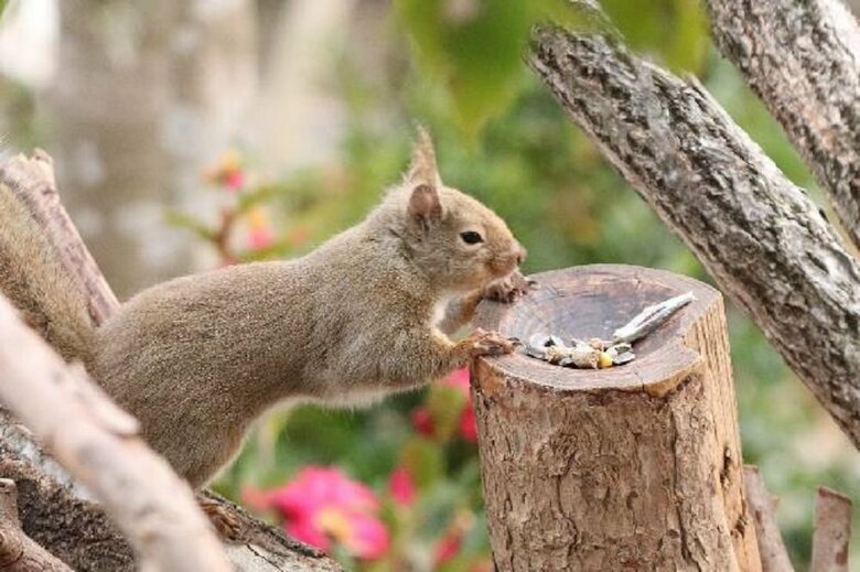 （提供：神戸どうぶつ王国）