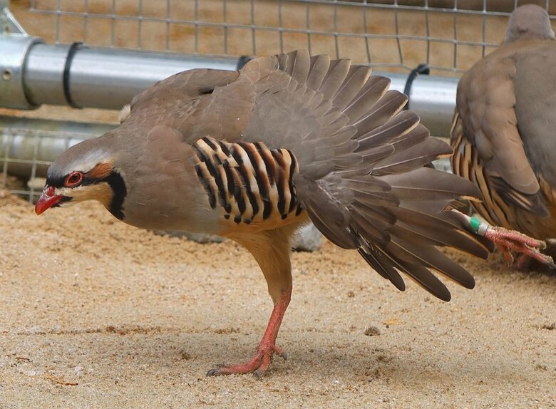 撮りたかった自然な姿　片足を伸ばして見事なスサー（ストレッチ）を撮影（提供：松江フォーゲルパーク）