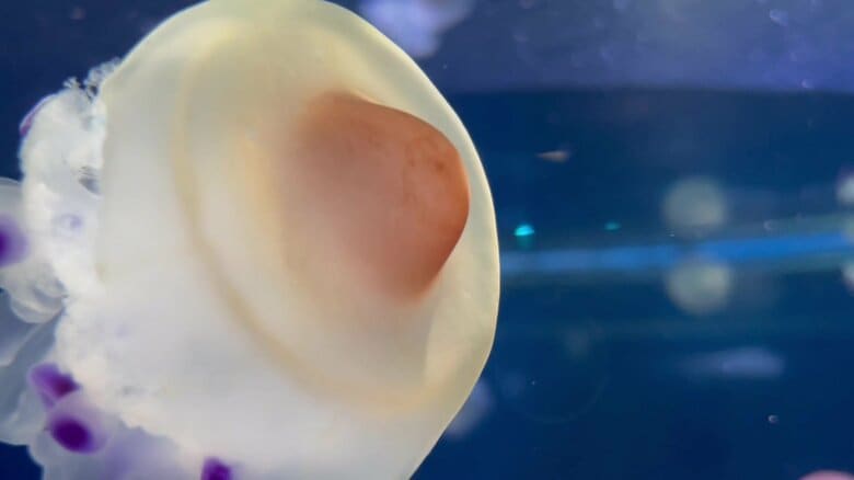 （提供：新江ノ島水族館）