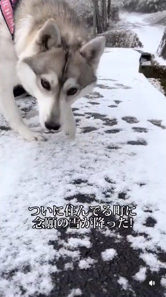 提供：ハスキーいちみちゃんと田舎暮らしさん