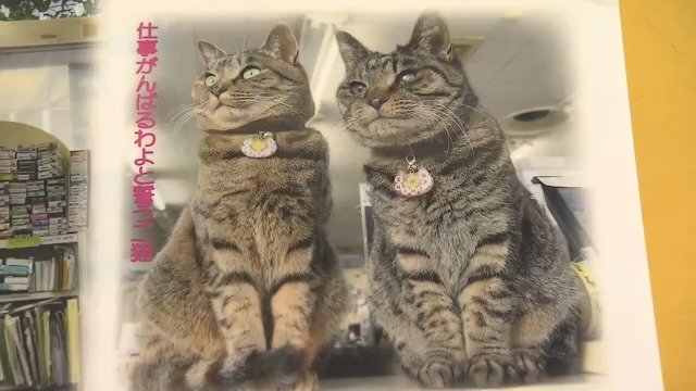 2匹のクリアファイルも人気（1枚200円）