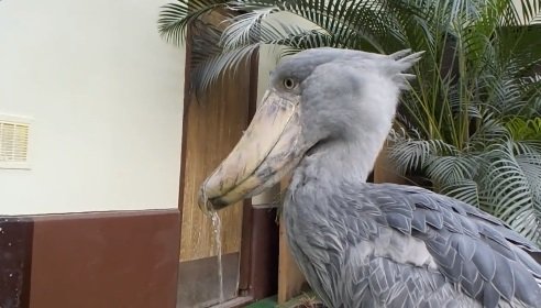 別の日のフドウくん。やっぱり口から水が出ちゃう