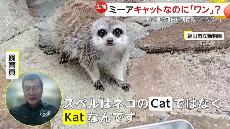 「スペルは、ネコの“キャット”の『Cat』じゃなくて、『Kat』なんです」と語る飼育員