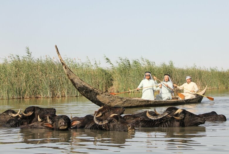 伝統的な舟（タラーデ）と水牛　🄫高野秀行/『イラク水滸伝』（文藝春秋刊）より