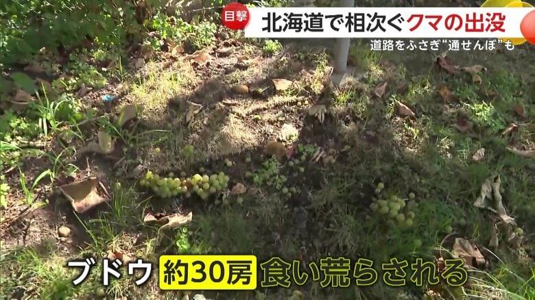 ブドウ約30房が食い荒らされていたという寺の家庭菜園