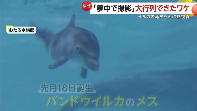 一般公開された生まれたばかりの赤ちゃんイルカ
