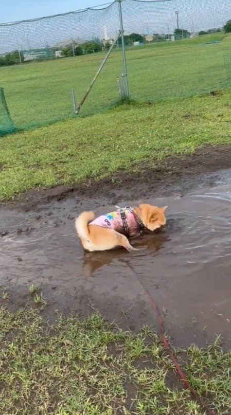 提供：柴犬まるやん日記さん