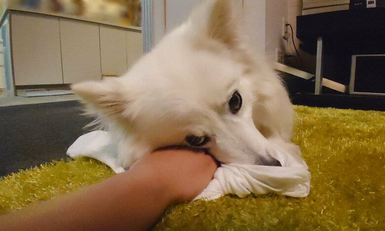 回収しようとすると体重をかけて阻止してくることもある
