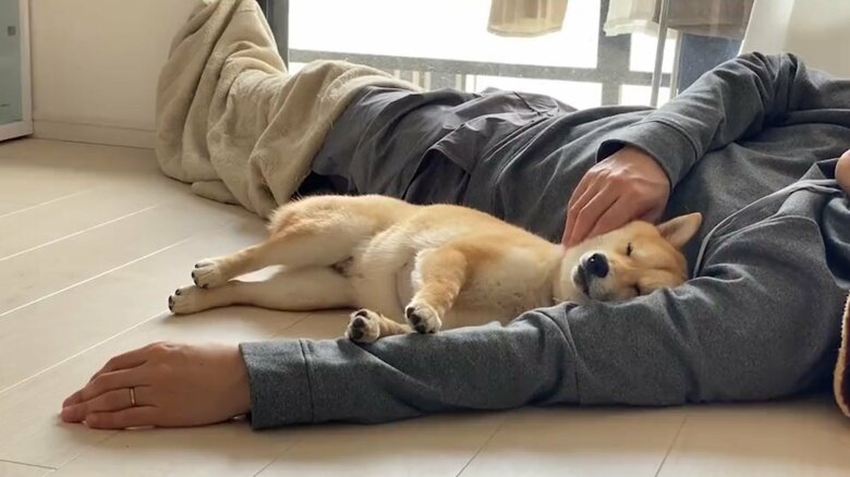 普段はパパさんとべったりな、まめ助くん