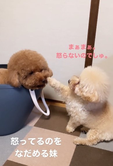 提供：Leo トイプードルさん