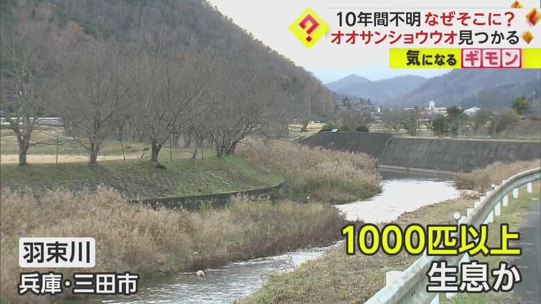 オオサンショウウオが元いた兵庫・三田市の羽束川