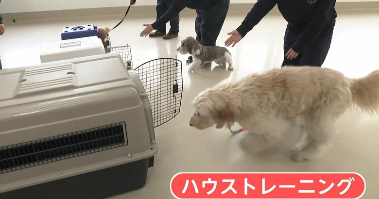 ハウストレーニング