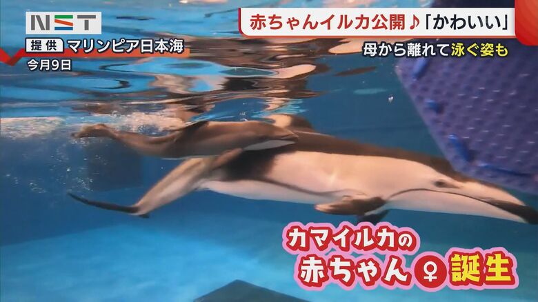 水族館での出産と生育は難しいとされているが、マリンピアでは4年連続で出産に成功
