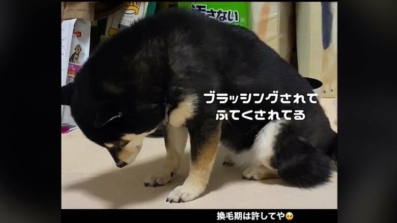 案の定、落ち込んでしまった