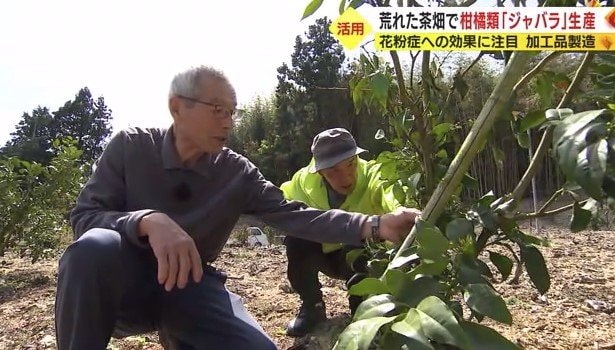 ジャバラを栽培している紅林さんたち