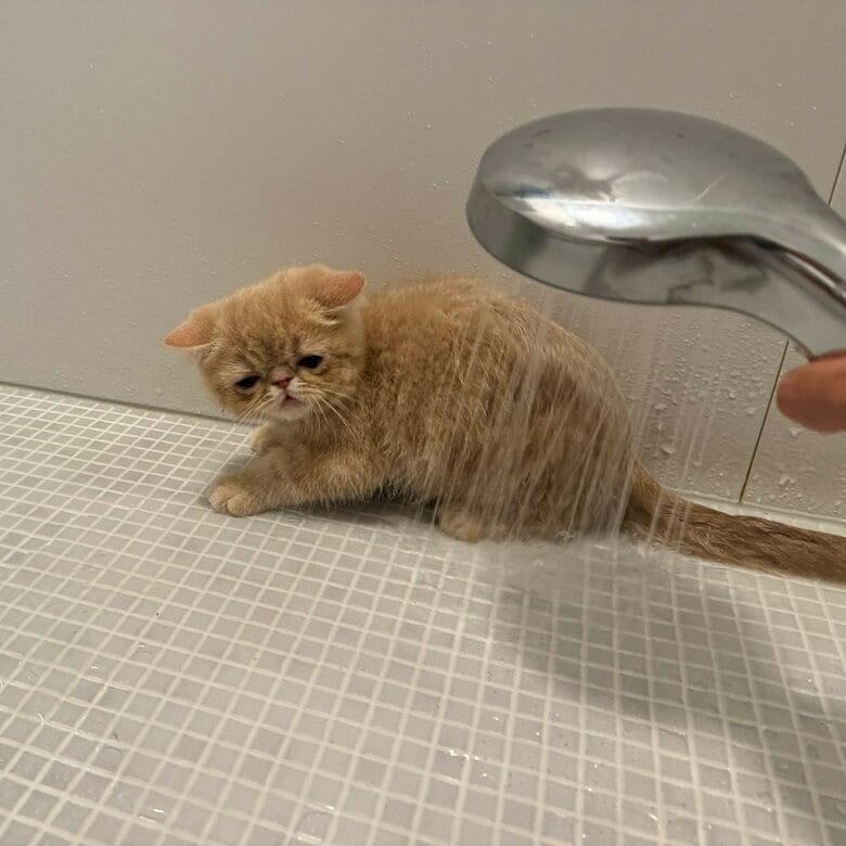 こまるくんはしょんぼりとした表情でシャワーの水をみている