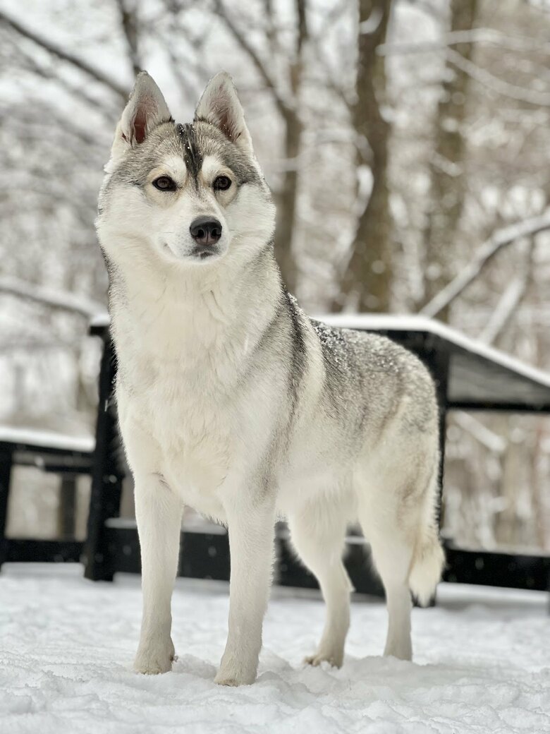 提供：ハスキーいちみちゃんと田舎暮らしさん