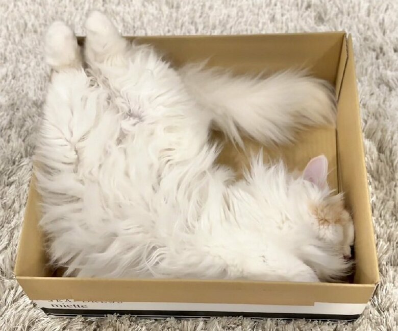 段ボール箱の中で大胆な寝方