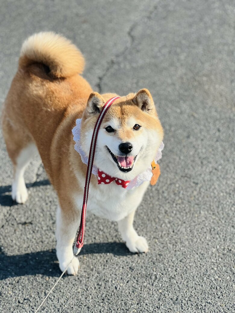 画像提供：柴犬ハナさん