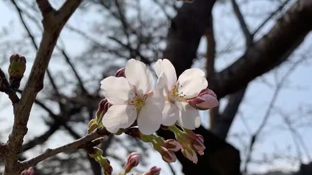 【速報】サクラサク　気象台が福島市でソメイヨシノの開花宣言＜福島県＞