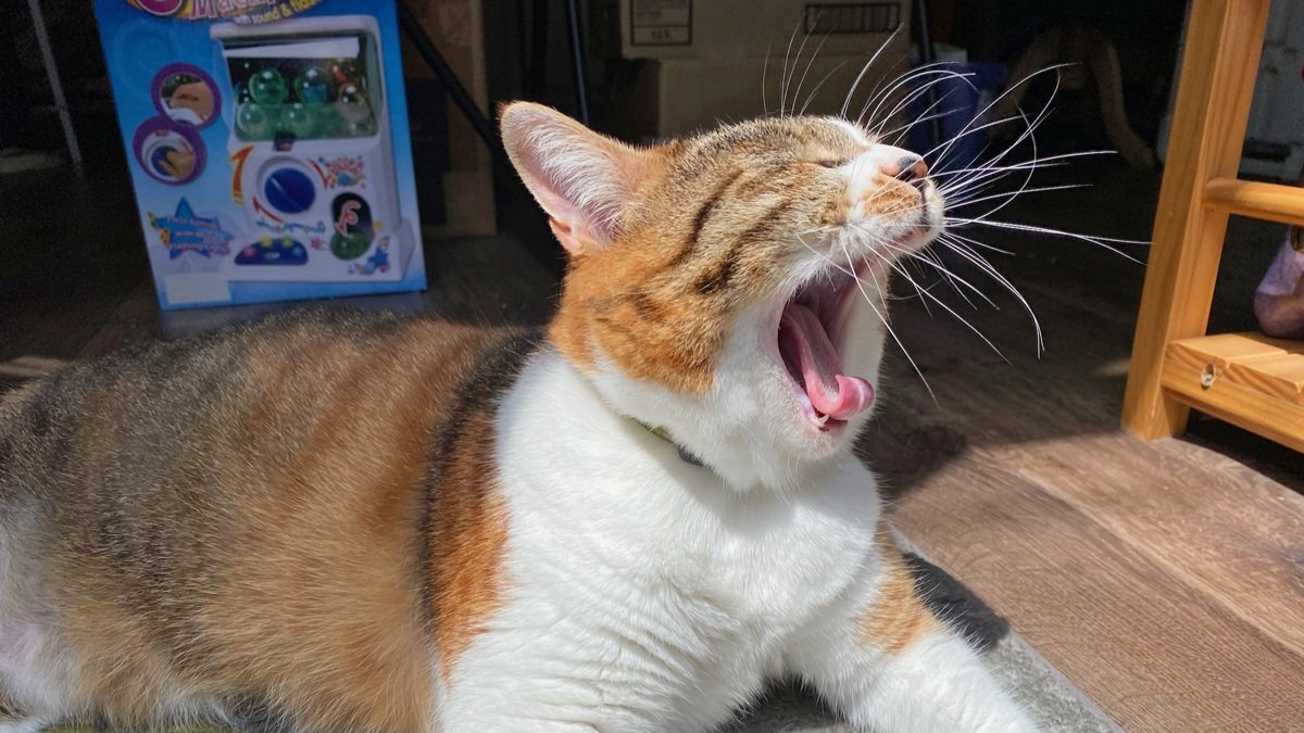 店に迷い込んできた猫が“招き猫”に。命の危機を乗り越えた「かみちゃん