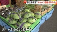 【なぜ？】「高騰していたキャベツが安い」1玉約200円と急落 ピーク時の4分の1に「ニヤニヤが止まらない」キャベツ無料おかわりのとんかつ店も安堵